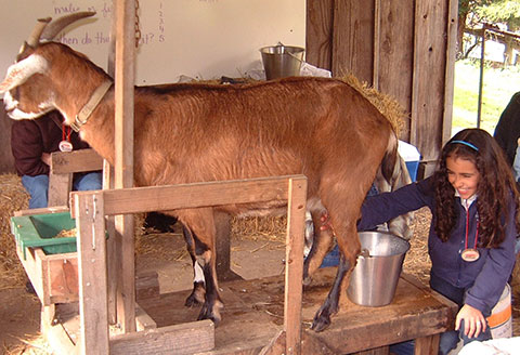 milking-goat